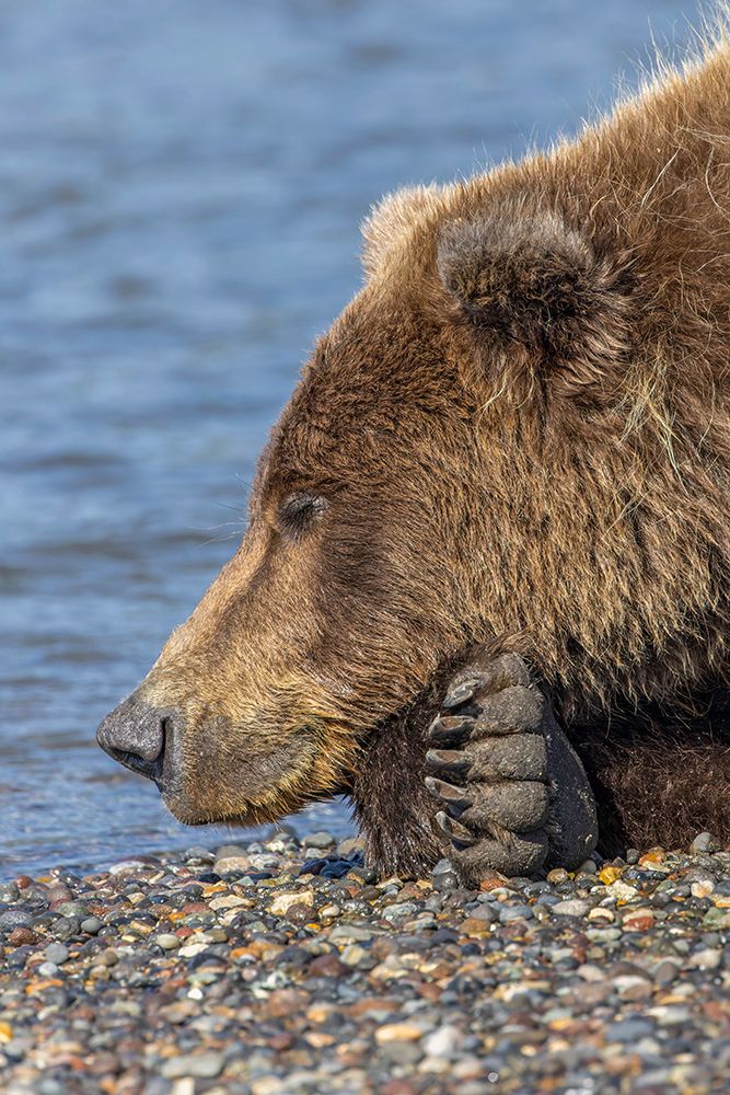 Adult grizzly bear resting on beach-Lake Clark National Park and Preserve-Alaska art print by Adam Jones for $57.95 CAD